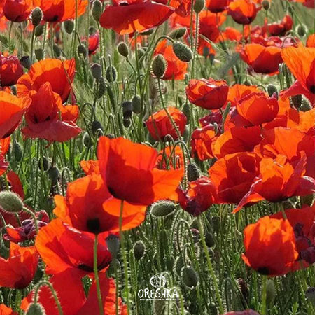 Seeds of Decorative poppy (Papaver rhoeas) — 50 pcs