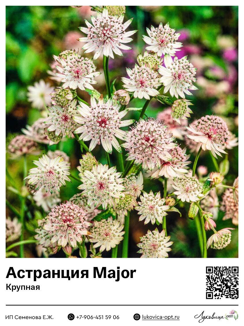 Астранция крупная Major
