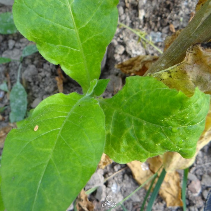 Seeds of Tobacco sark (Nicotiana tabacum) — 300 pcs
