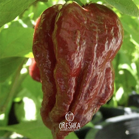 Seeds of Hot pepper Trinidad douglah chocolate (Capsicum) — 5 pcs