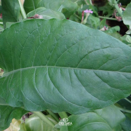 Seeds of Tobacco Trabzon (Nicotiana tabacum) — 300 pcs