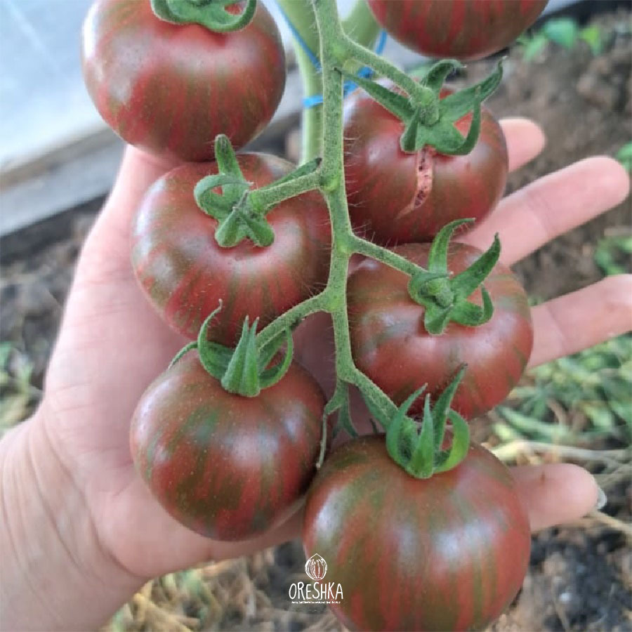 Seeds of Tomato Black zebra cherry (solanum lycopersicum) — 10 pcs