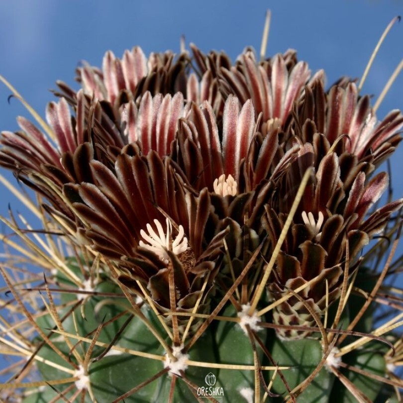Seeds of Cactus Glandulicactus uncinatus SB 718 (Glandulicactus uncinatus SB 718) — 10 pcs