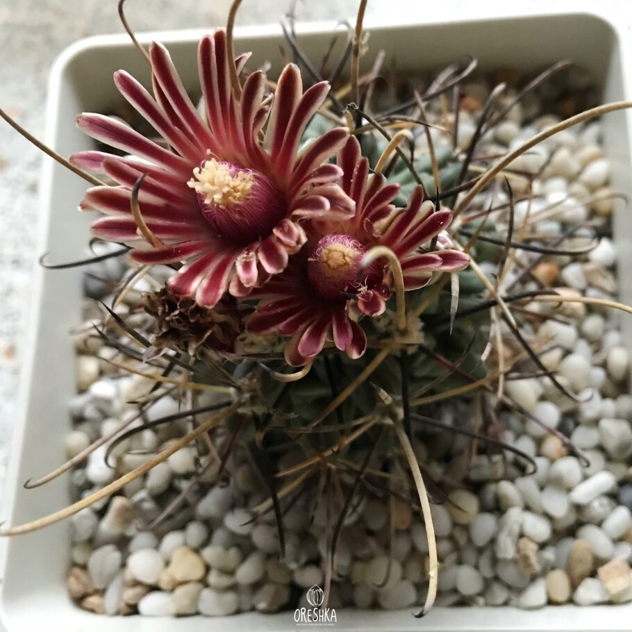 Seeds of Cactus Glandulicactus uncinatus VM 348 (Glandulicactus uncinatus VM 348) — 10 pcs