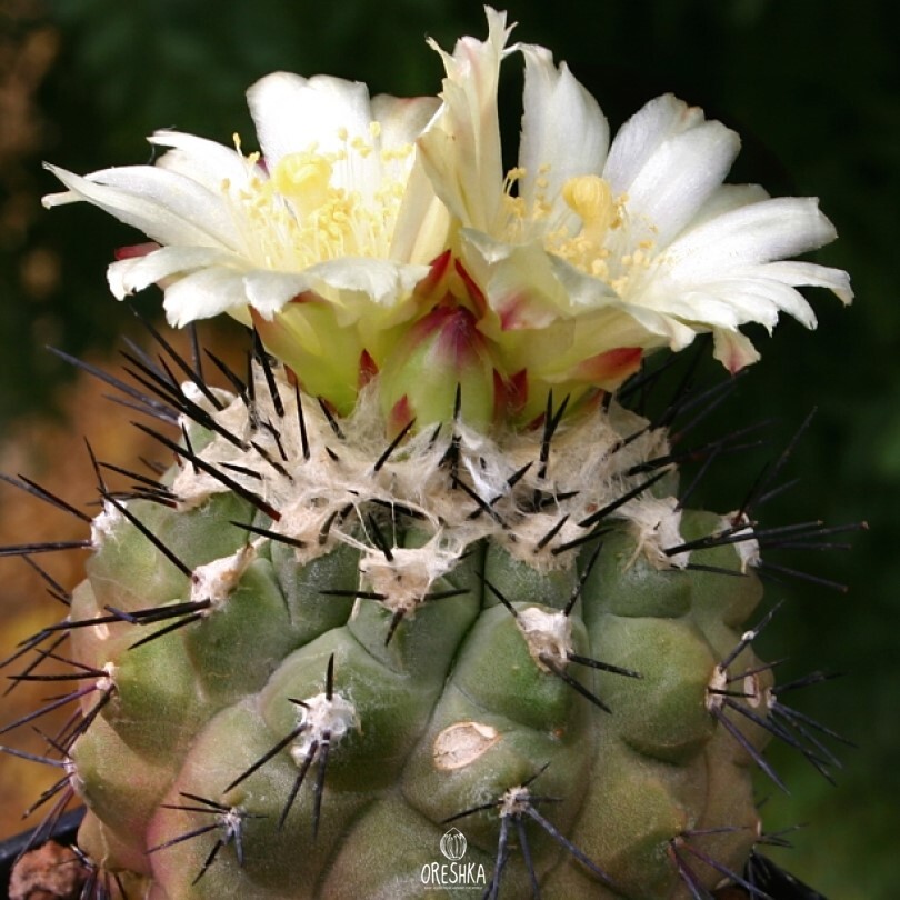 Seeds of Cactus Copiapoa montana FR 522 (Copiapoa montana FR 522) — 10 pcs