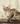 Devon-Rex