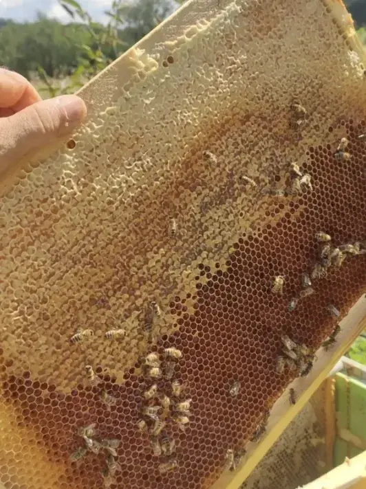 Медовые рамки с печатным мёдом