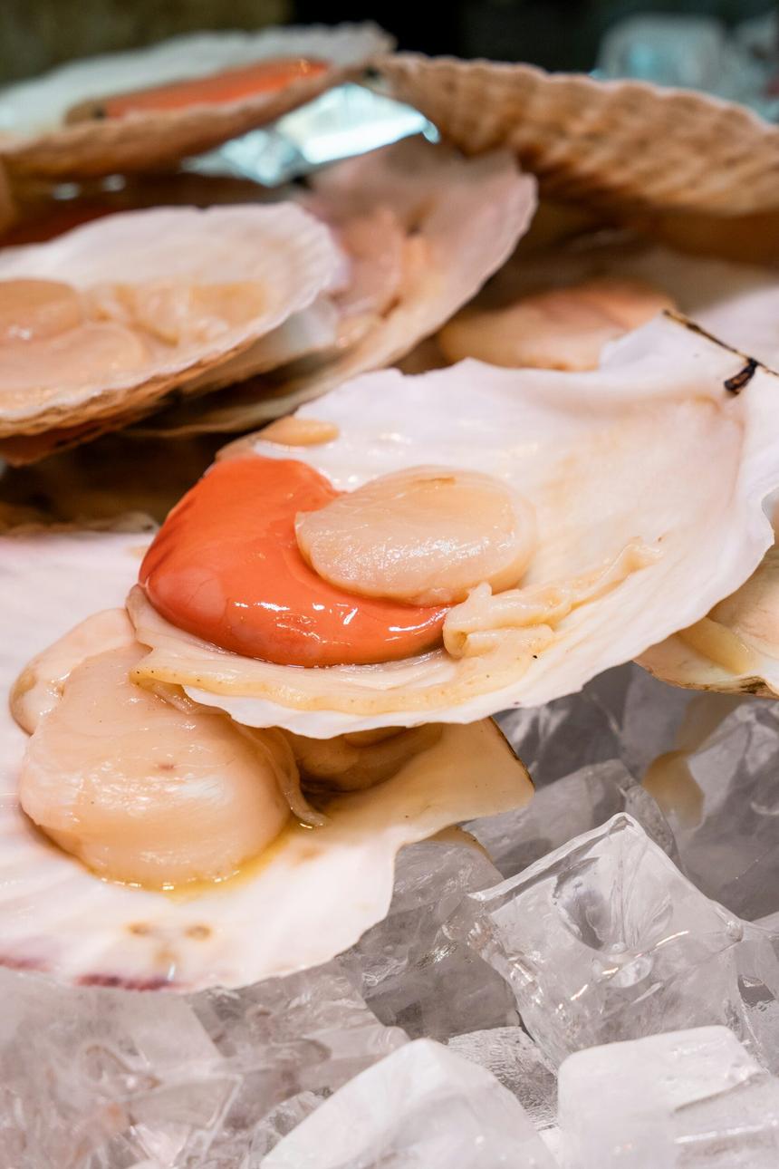 Свежие морские гребешки в раковинах