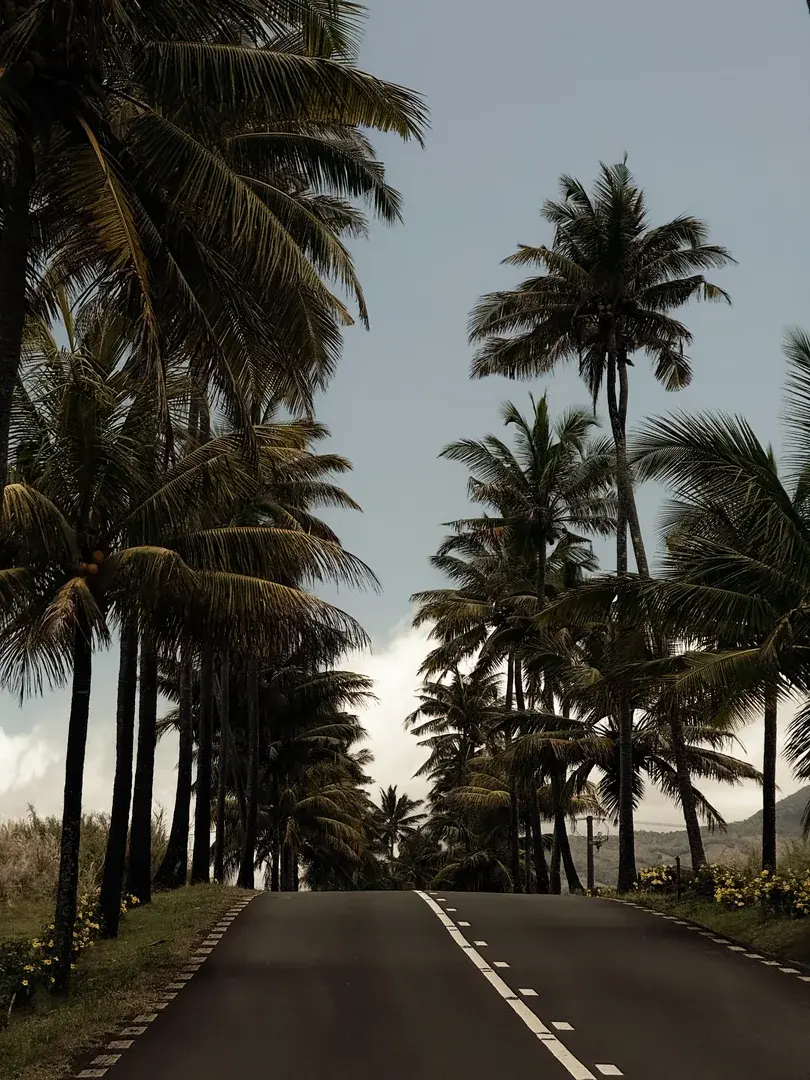 PETROV PALMS