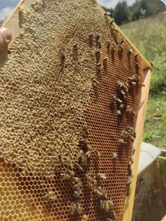Медовые рамки с печатным мёдом