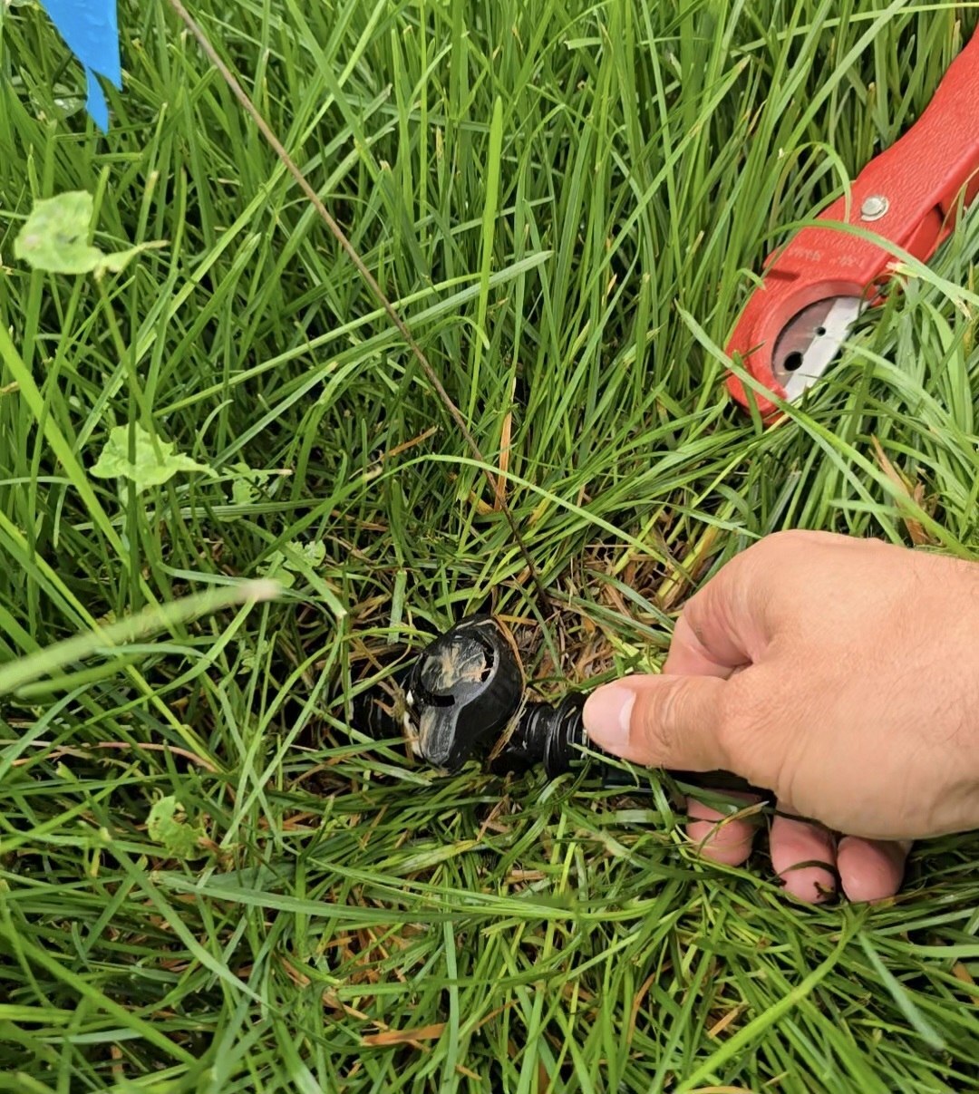 Проект IQpoliv