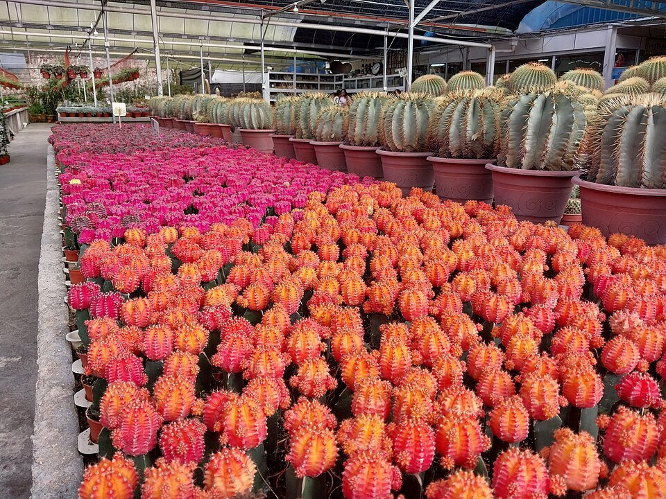 Разноцветные кактусы в коллекции Cactus Point в Бринчанге