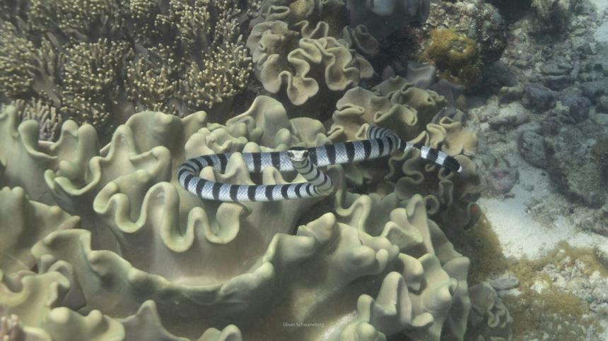 Полосатая морская змея над кораллами