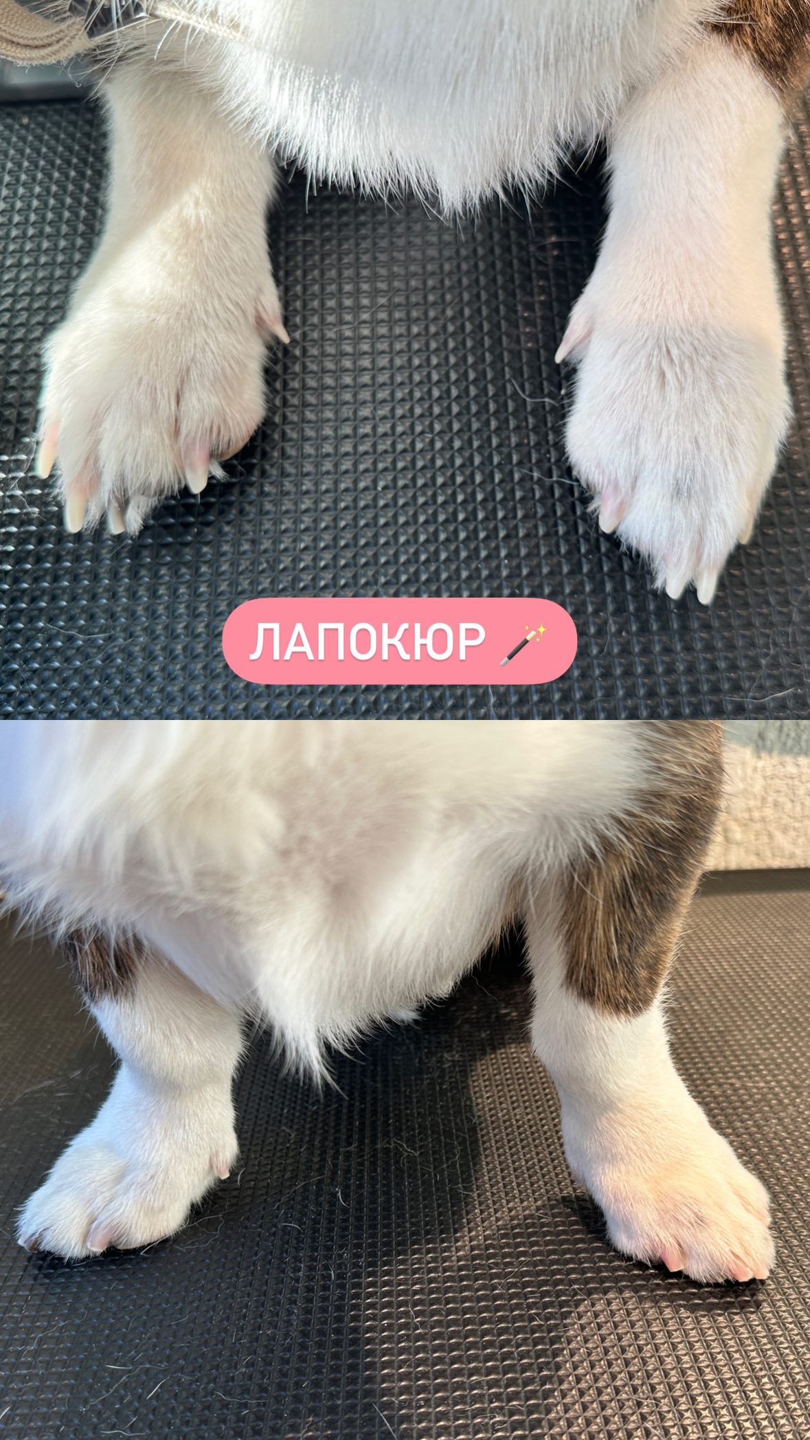 Лапокюр собаки в Groom Club до и после ухода