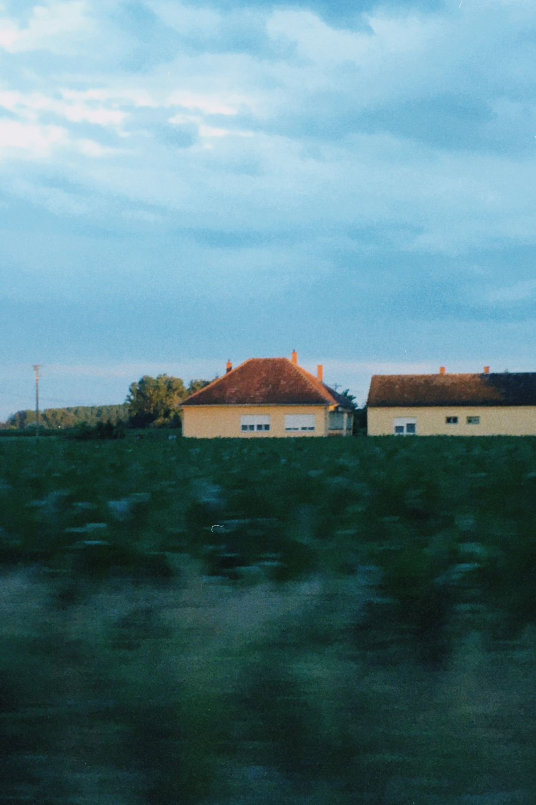 Лес в утреннем тумане