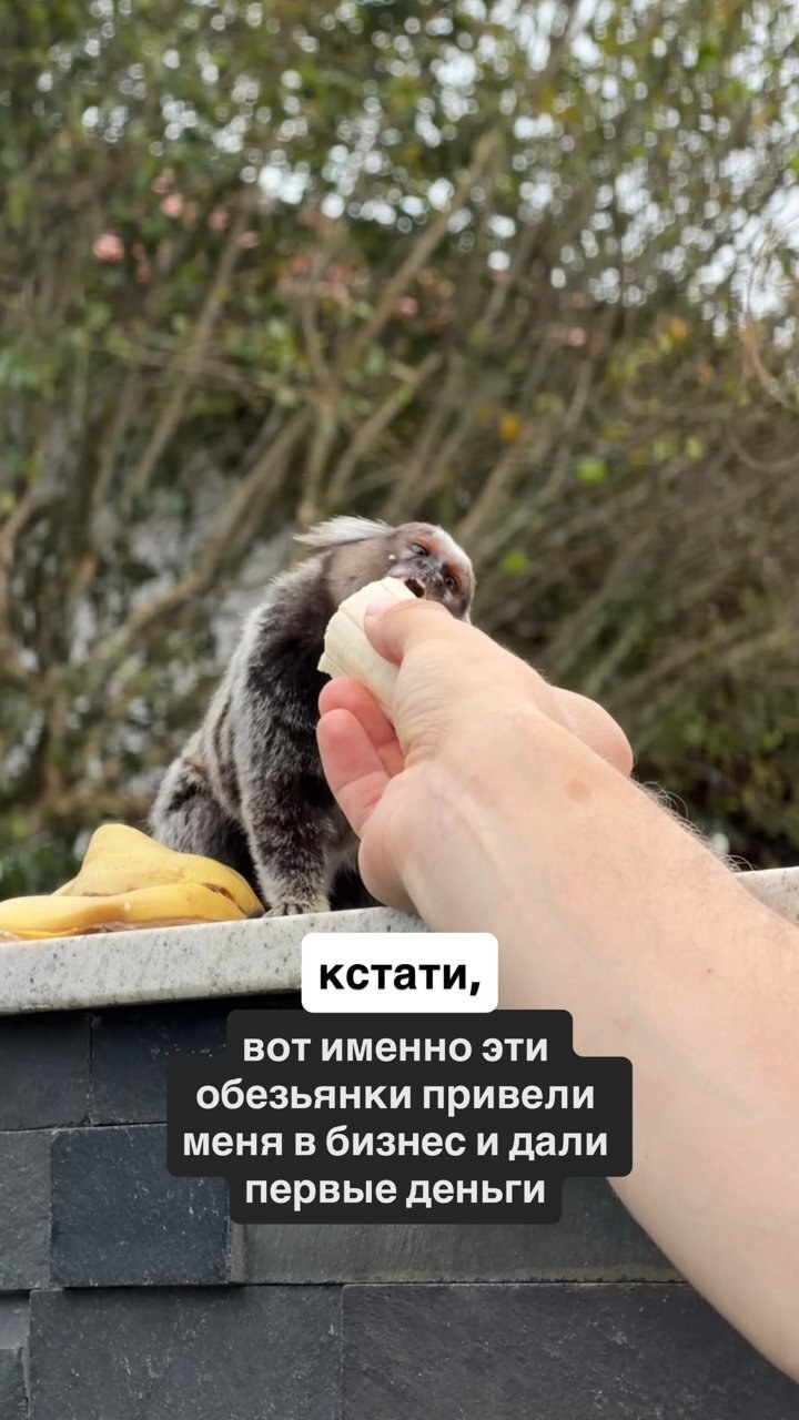 Обезьянки привели меня в бизнес