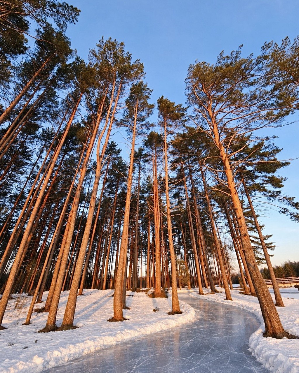 Лесной каток