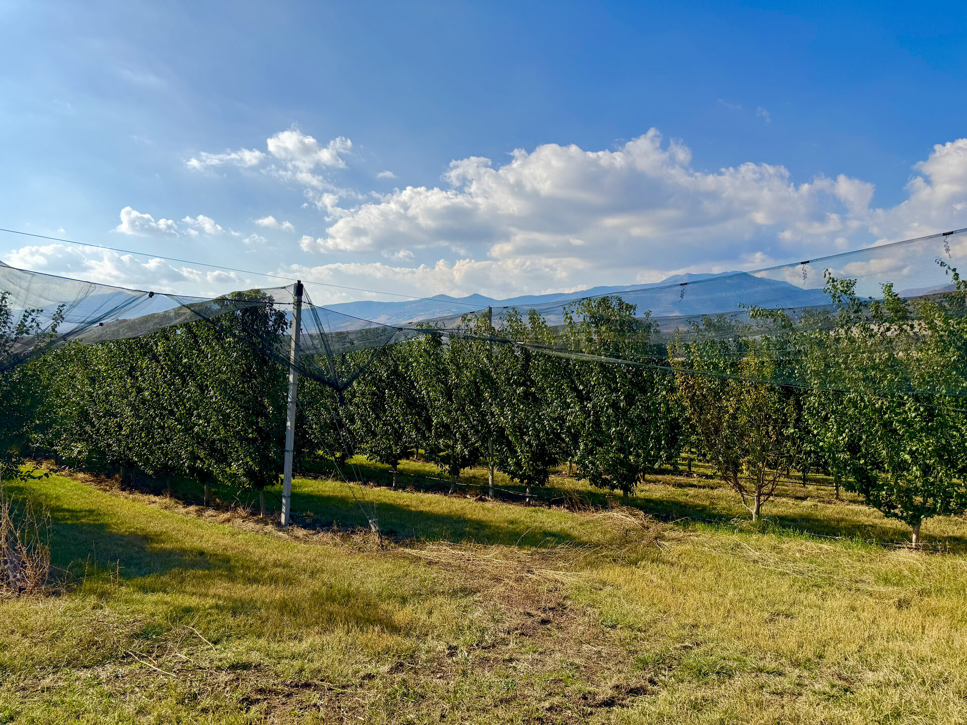 Sweet cherries from the VitaLand orchard