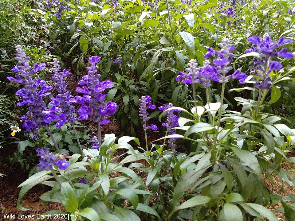 Фиолетовые цветы в Cameron Lavender Garden