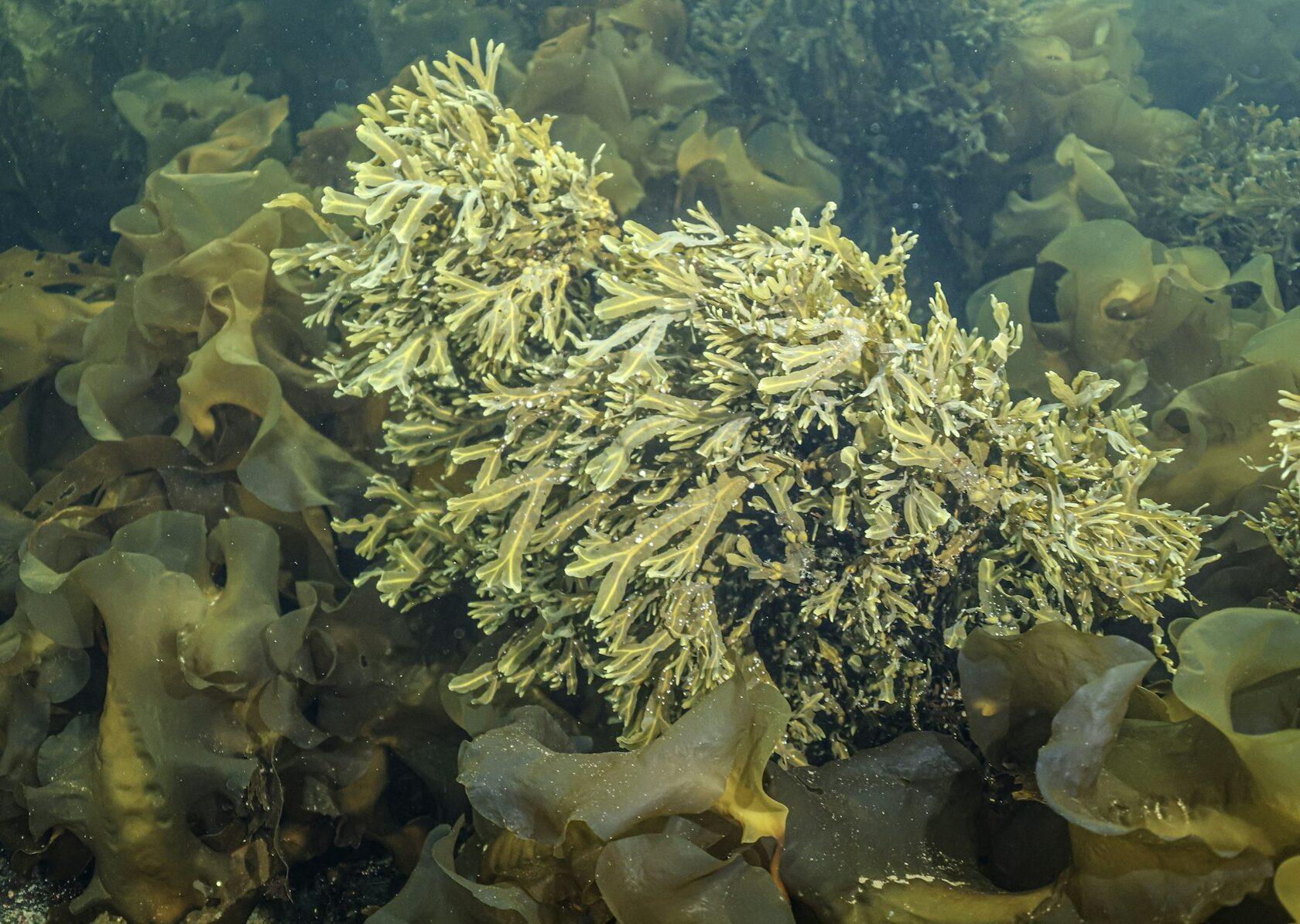 Ламинарии и другие водоросли на дне Белого моря