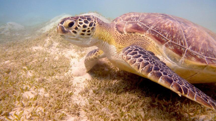 Морская черепаха кормится на морской траве