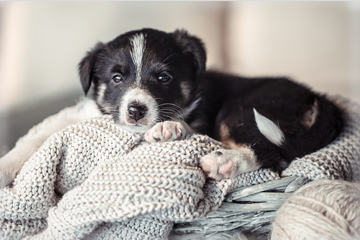 Благотворительный фонд поможи животных, помощь животным, взять кошку из приюта, взять собаку из приюта