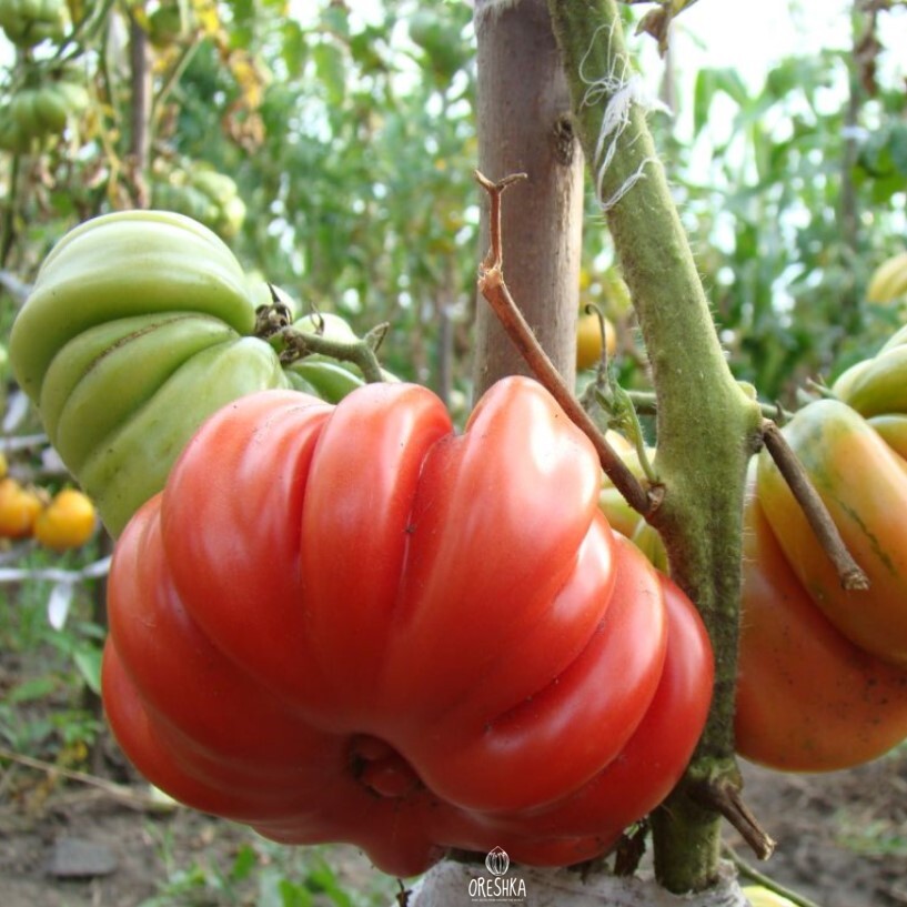 Seeds of Tomato Lorraine beauty red (solanum lycopersicum) — 10 pcs