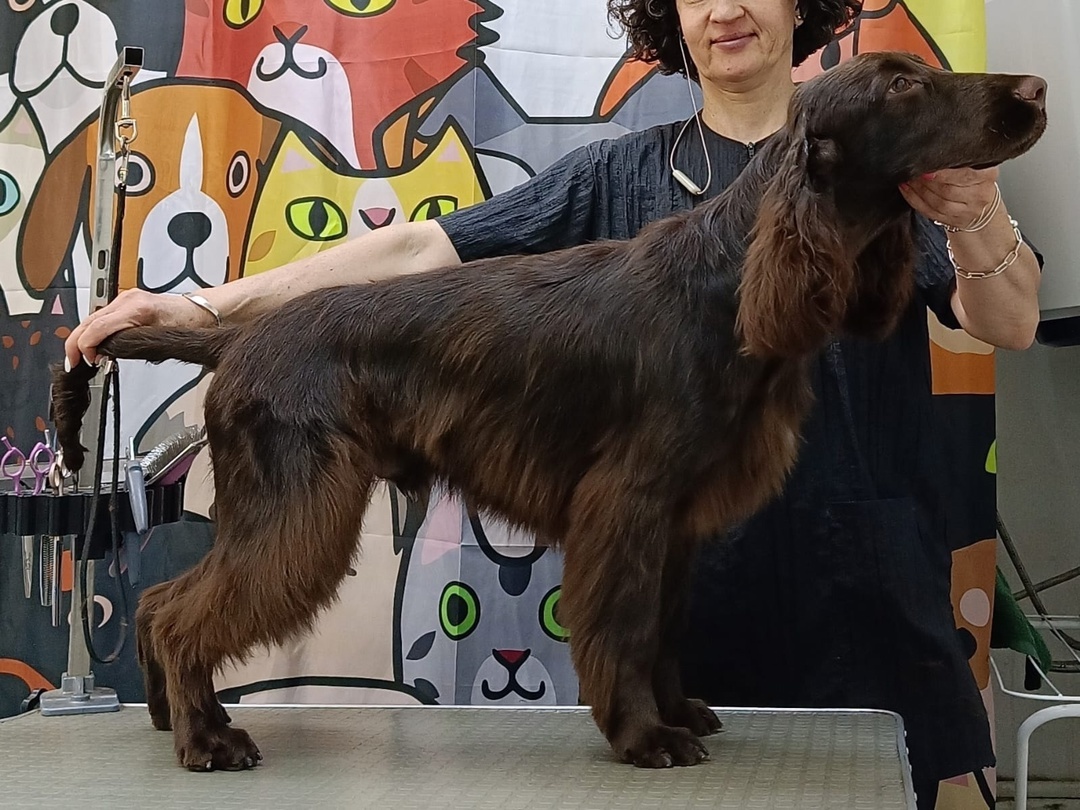 филд спаниель груминг