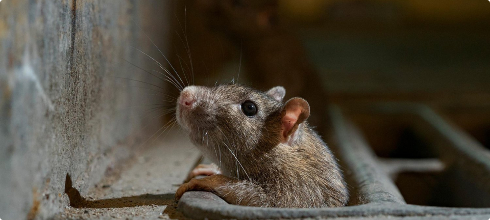 Крыса слушает. Звук крысы. Звуки крыс и мышей слушать