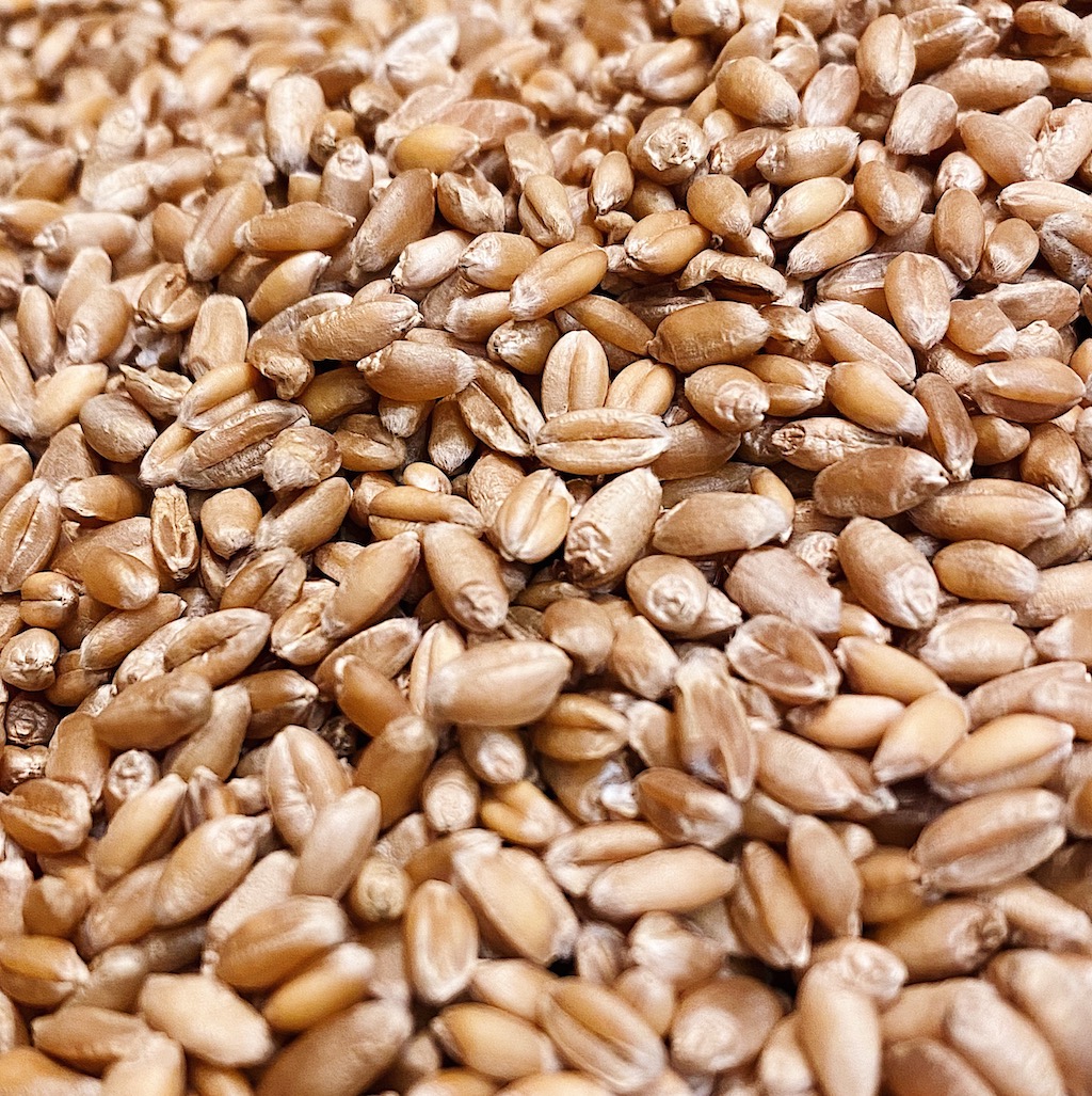 Алтайское пшеничное