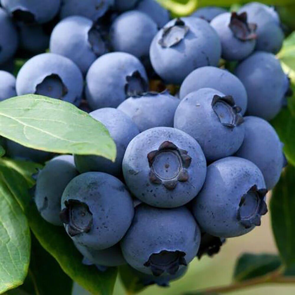 Голубика Блюголд является самоопыляющимся растением. При правильном уходе каждая ягода весит до 2 г.