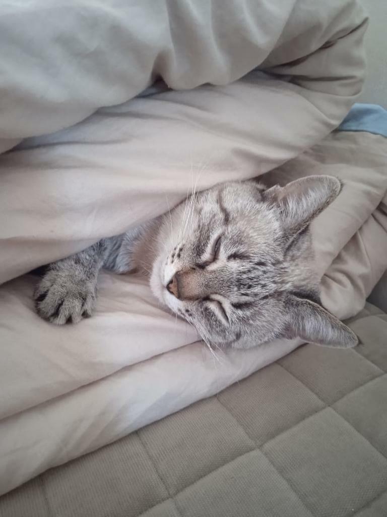 Котик спит под постельным бельем