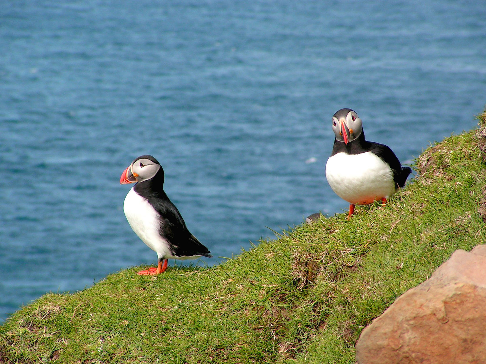 Фарерские острова птицы