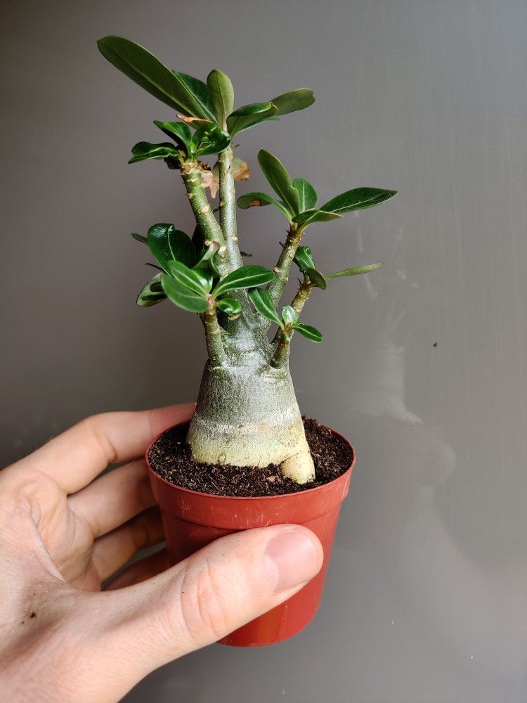 Succulent in ceramic pot