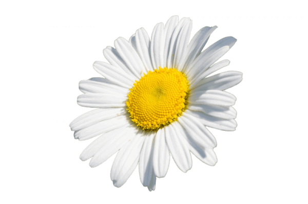 ромашка для домашних животных