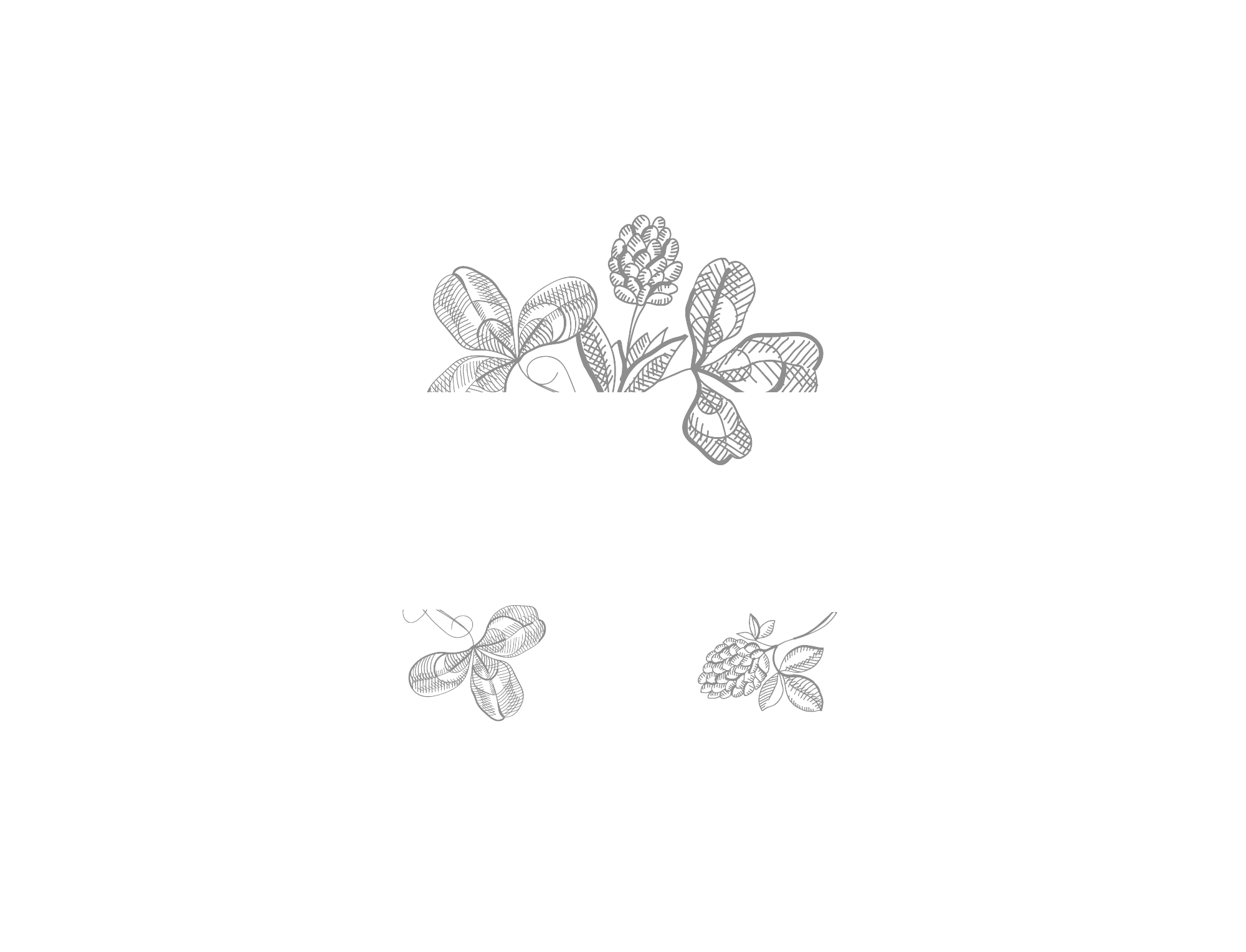 Клевер