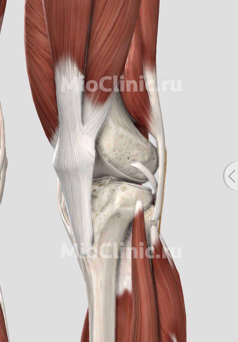 Что такое артроз коленного сустава лечение и симптомы, как лечить артроз  колена | MioClinic