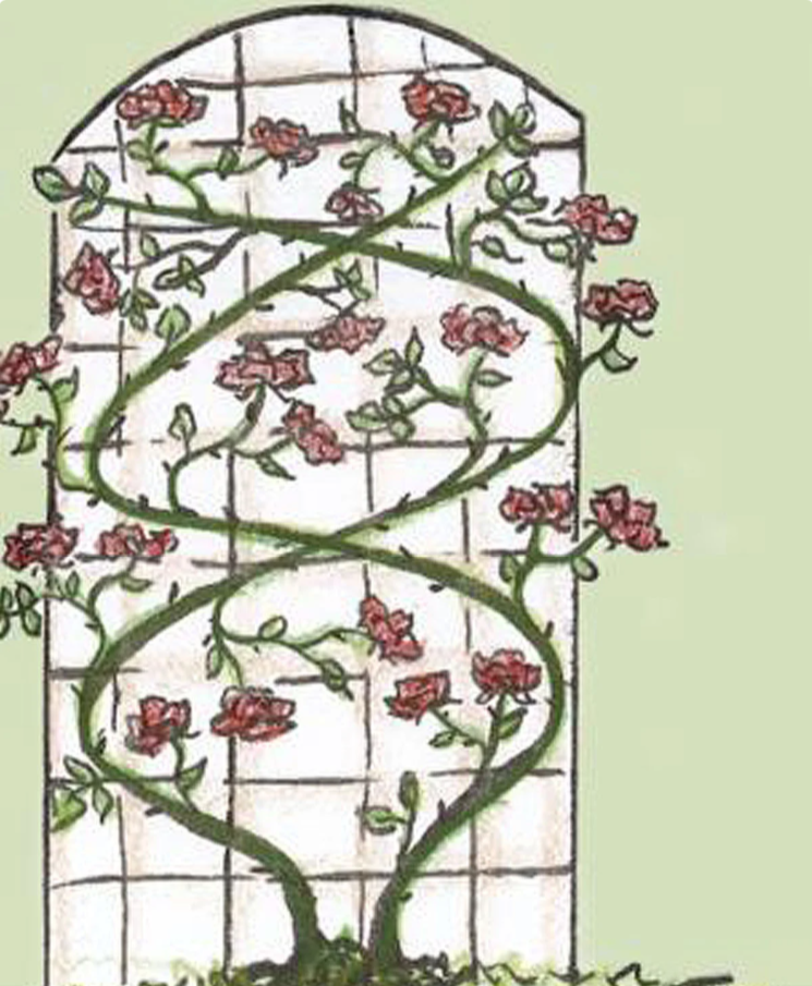 Шпалера для розы плетистой схема - 81 фото