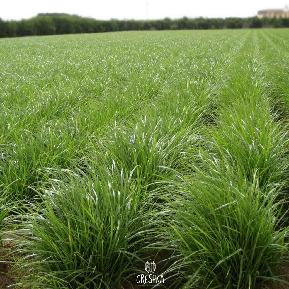 Horchata de chufa traditional Valencian drink white creamy glass