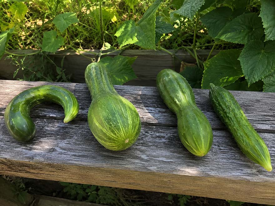 Three misshapen cucumbers showing curled pear and hourglass shapes