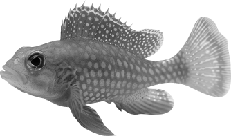 курс по нейросетям, курсы по нейросетям, курс по midjorney, курсы midjorney, курсы по нейросетям для начинающих, курсы по работе с нейросетями, обучение нейросетям, ии курсы, midjourne нейросеть, как использовать миджорни, как работать в миджорни