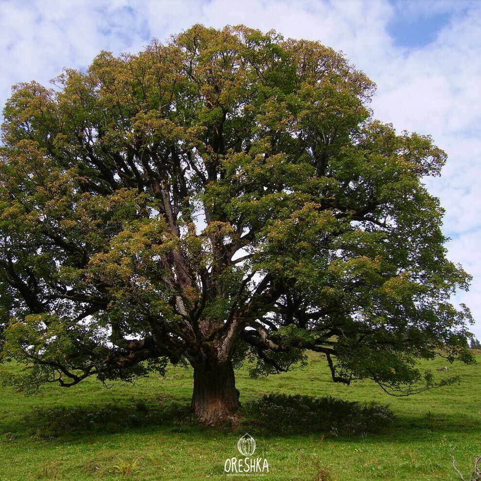 Acer pseudoplatanus leaves five lobed dark green summer detail