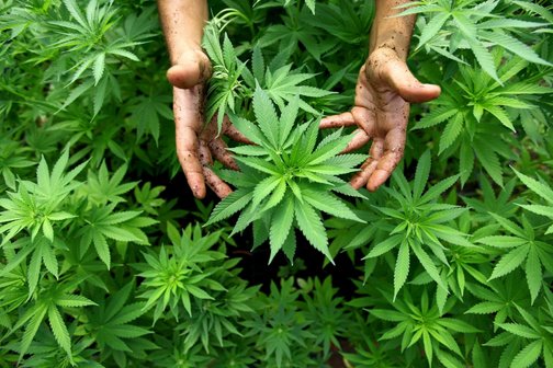 Полезна ли конопля для чего нужно обрезать листья марихуаны
