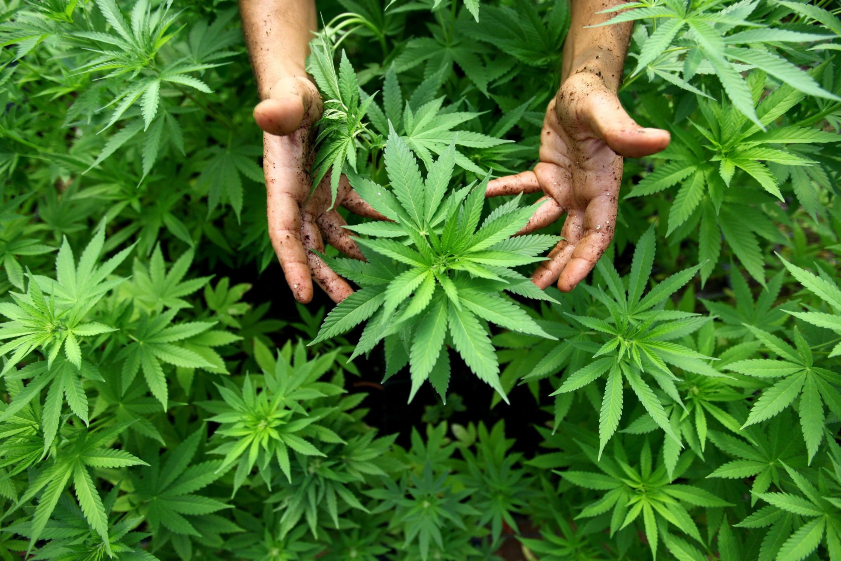 Огородник конопля что за лекарство выводит марихуану
