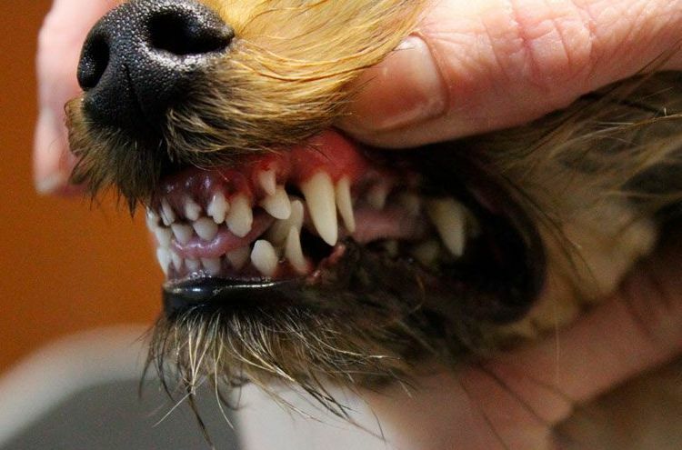 Нарушение смены зубов — «Dr.Pets»