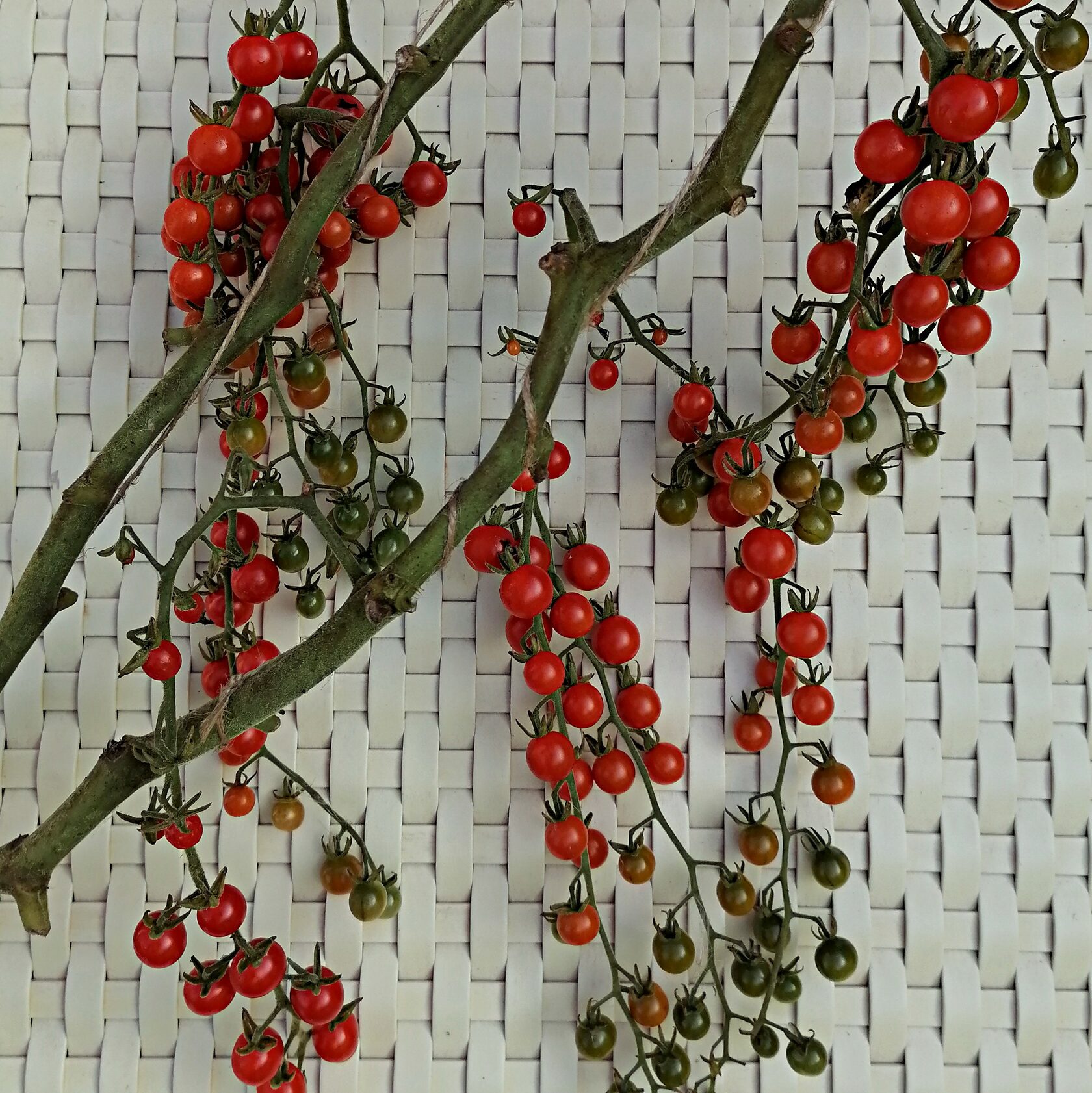 Происхождение томата - Ирина Беликова