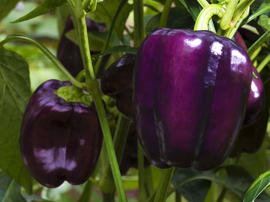 Purple bell peppers growing on a plant, illustrating the vibrant produce relevant to indoor gardening and starting seeds at home.