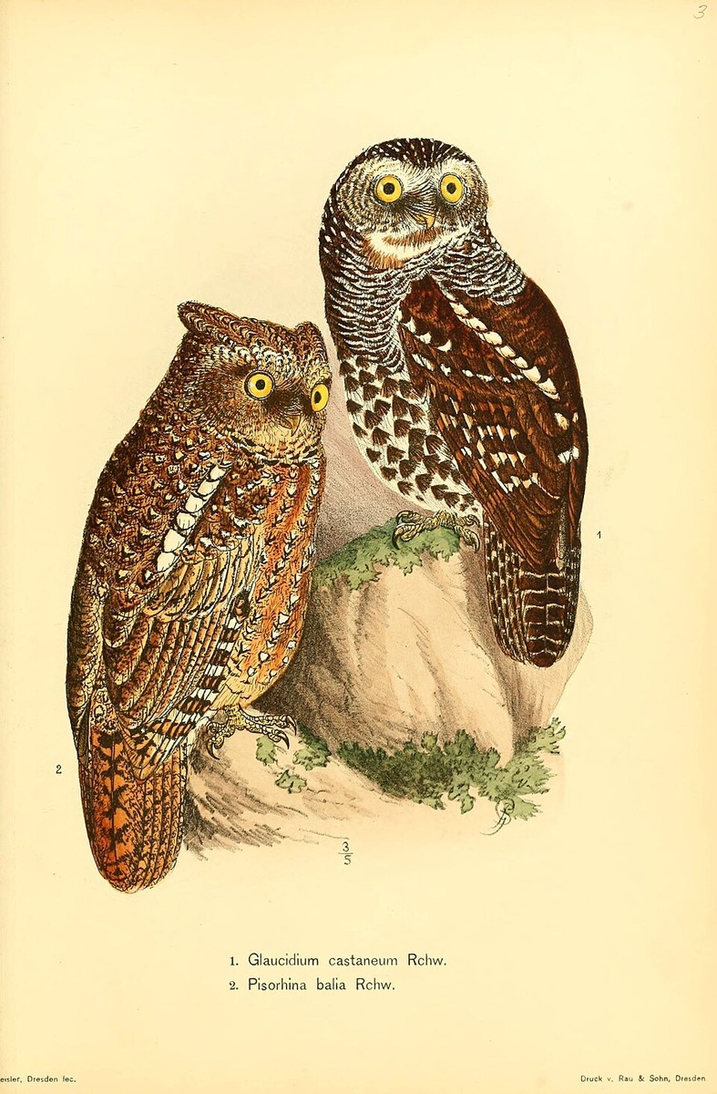 Каштановый сычик (подвид Капского воробьиного сычика) (Glaucidium capense castaneum)