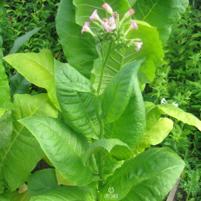 Seeds of Tobacco Mouth Front (Nicotiana tabacum) — 300 pcs