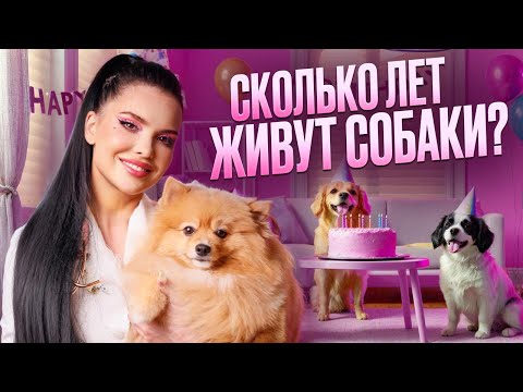 Превью видео «Сколько живут собаки: породы-долгожители»